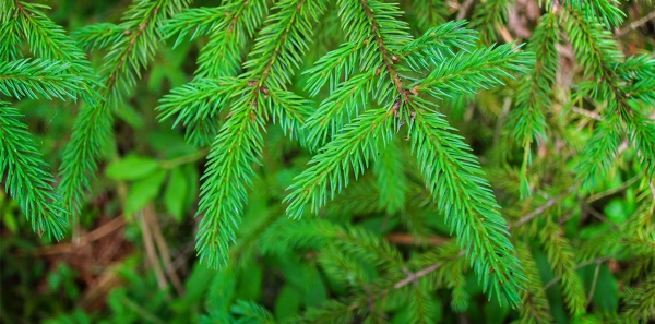 red_spruce_inset