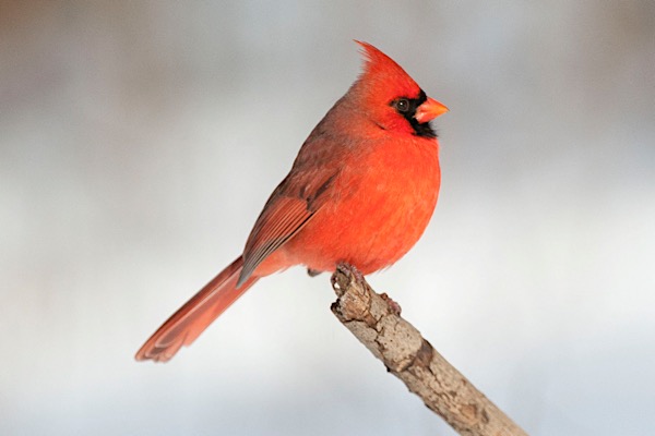 cardinal_art