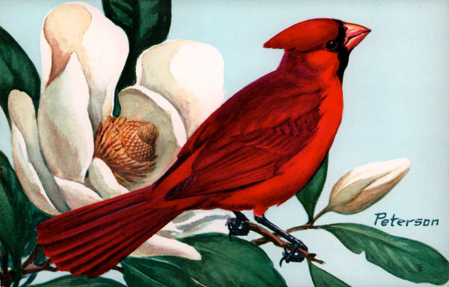 cardinal_postcard2