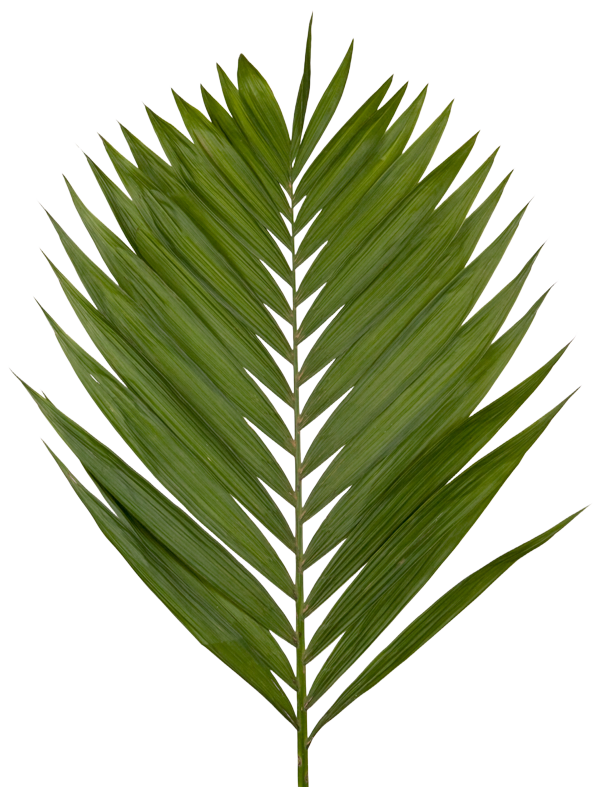 palmetto_leaf