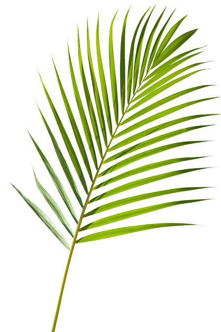 palmleaf