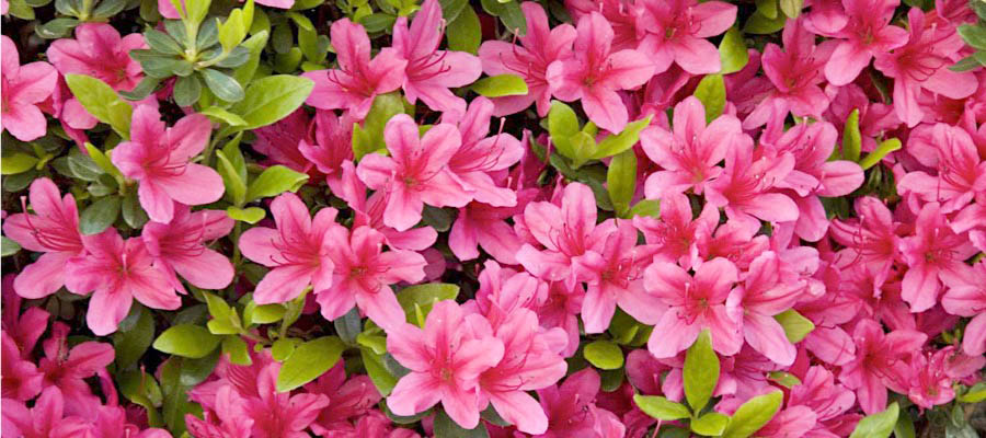 azalea4