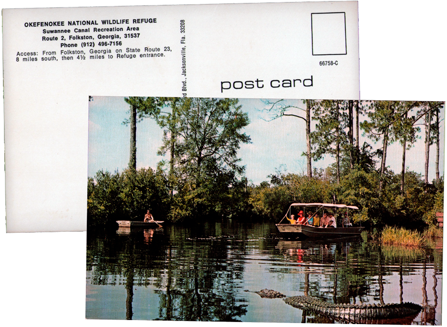 swamp_postcard